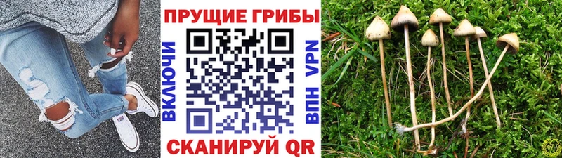 hydra маркетплейс  цены наркотик  Светлоград  Псилоцибиновые грибы Psilocybe 