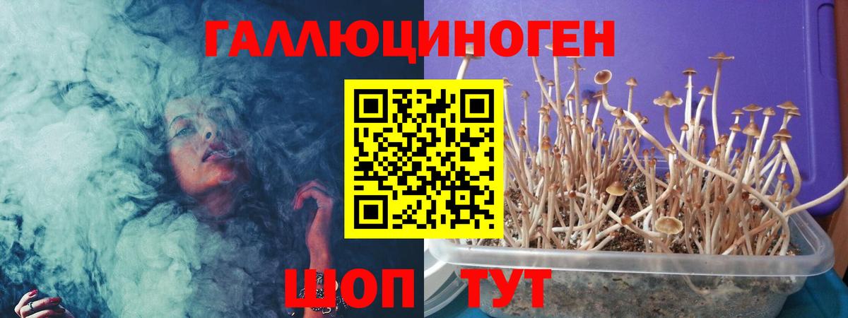 Псилоцибиновые грибы Psilocybine cubensis Светлоград